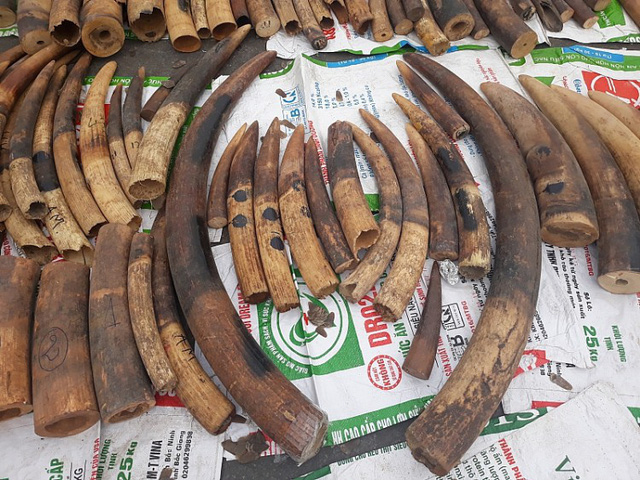 Việt Nam là điểm nóng về buôn lậu ngà voi và có các hoạt động thương mại liên quan đến sản phẩm từ ngà voi